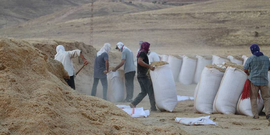 Sıcak hava ve toz en büyük düşmanları! Eski yöntemlerle ekmek mücadelesi: Günlük kazanç 3.500 TL’yi buluyor 1